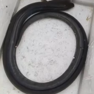 3斤包活正宗土龙青鳗杜龙海捕