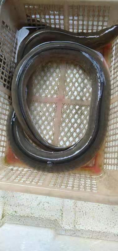 2斤食蟹豆齿鳗强筋骨食疗长身体