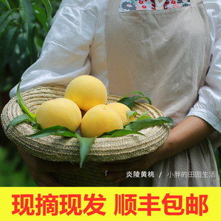 正宗湖南炎陵黄桃高山新鲜水果红心脆甜锦绣桃子顺丰包邮