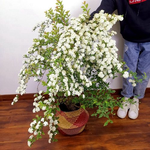 珍珠梅盆栽花苗菱叶绣线菊小手球树苗华北耐寒植物花卉盆景喷雪花