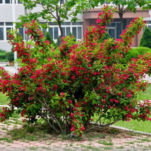锦带花苗丛生红王子锦带树苗庭院地栽观赏风景粉色粉桃锦带花苗木