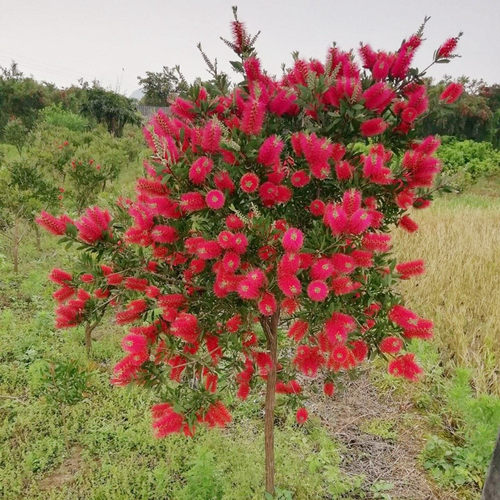 千层树苗庭院植物花卉垂枝灌木