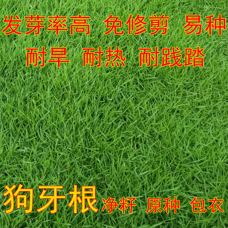 狗牙根草籽四季青草坪种子免修剪草皮籽狗芽根净籽道路绿化护坡草