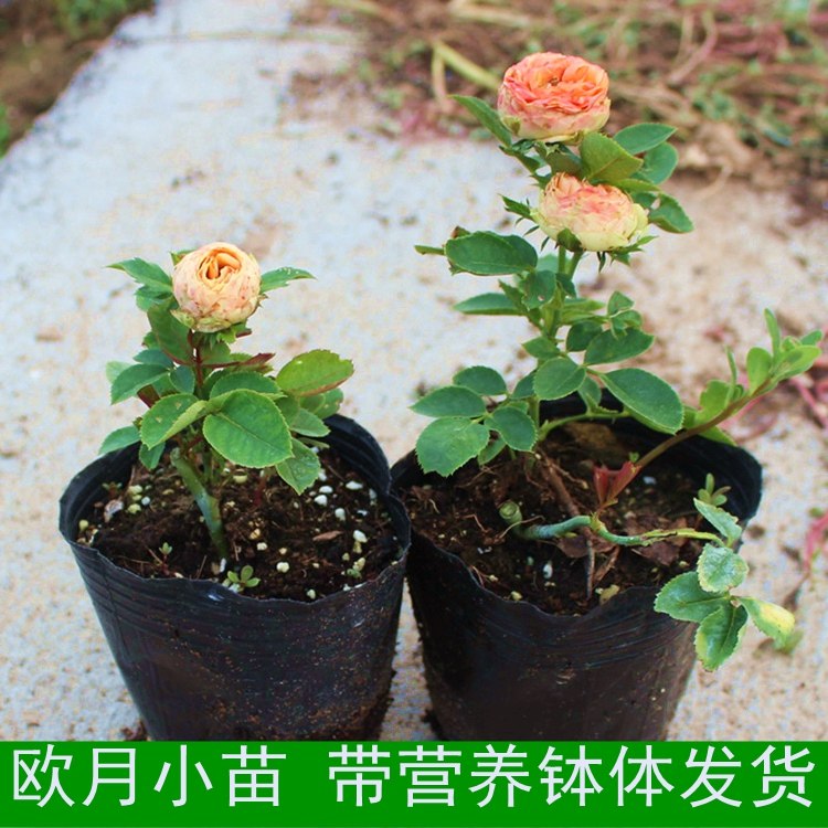 花苗四季香水玫瑰蔷薇庭院爬藤