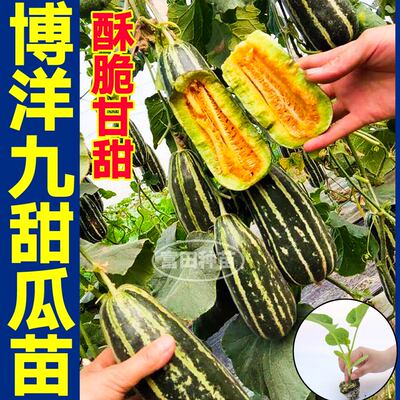 寿光超甜博洋九甜瓜苗秧脆甜羊角蜜绿宝石甜瓜种子四季盆栽带土球