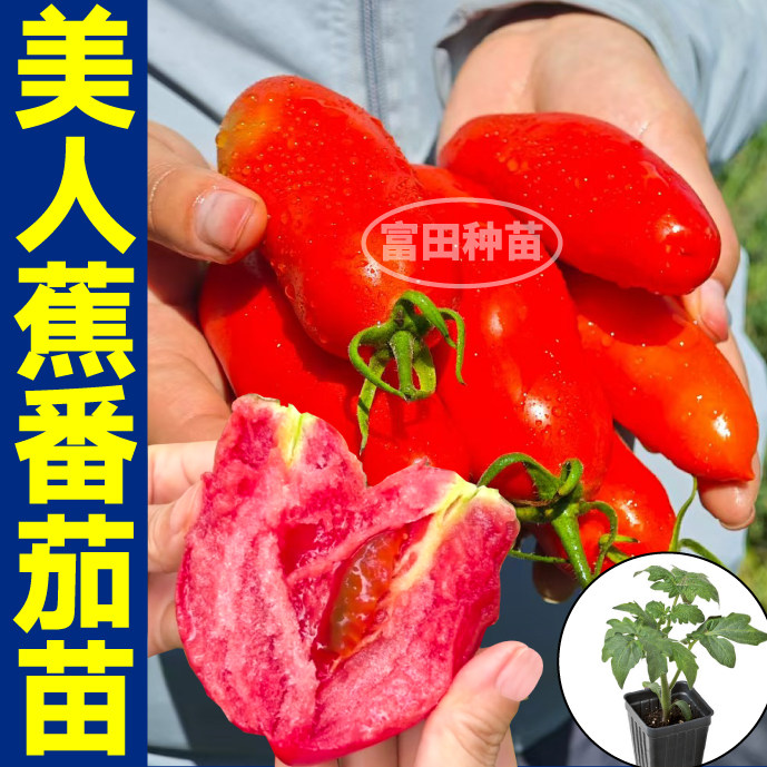 寿光美人蕉番茄苗沙瓤超甜奶油香蕉番茄带土四季高产阳台盆栽种子