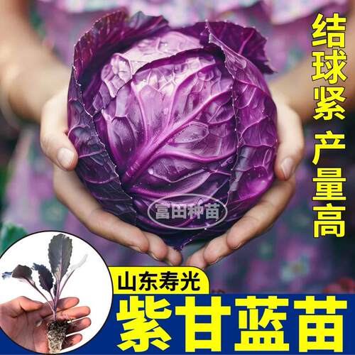 寿光高产紫甘蓝苗秧包心菜绿甘蓝种子四季盆栽带土球庭院阳台生吃