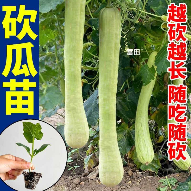 随吃随砍寿光砍瓜苗秧果肉细腻带土盆栽种子庭院地栽盆栽四季可种