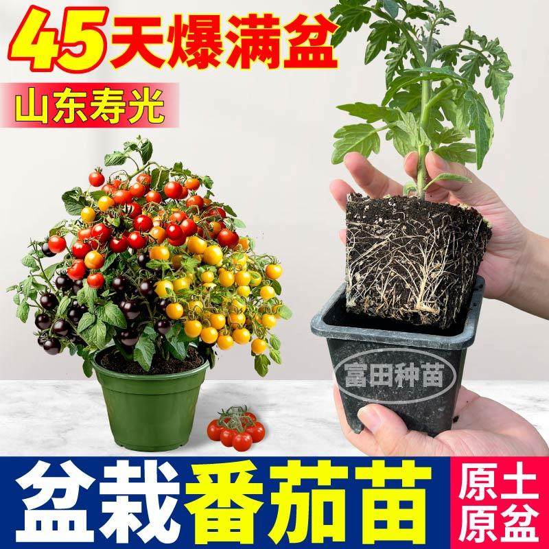 带盆矮生番茄苗秧带土带盆红黄黑圣女果小柿子种四季盆栽阳台春秋,鲜花速递/花卉仿真/绿植园艺,种苗/半成品盆栽,淘宝优惠券,粉丝福利购,淘宝优惠卷
