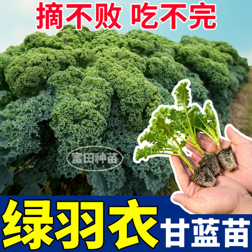 摘不败绿羽衣甘蓝苗秧四季粉白绿紫羽衣甘蓝种子蔬菜阳台小院盆栽