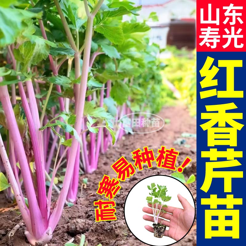 寿光正宗红香芹苗秧芹香味更浓皇后西芹小香芹种子四季盆栽易种植