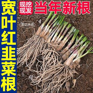 寿光现挖现发红根韭菜宽叶独根韭菜根四季盆栽庭院露天种子籽春秋