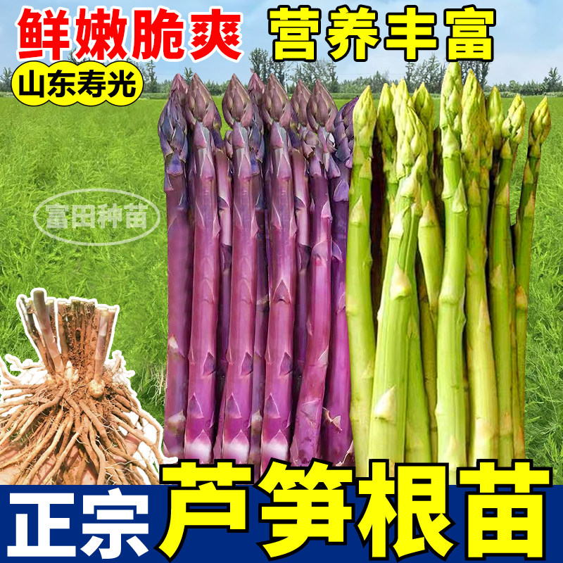 芦笋根苗正宗绿紫芦笋根多年生四季盆栽阳台大田庭院易种带芽发货,鲜花速递/花卉仿真/绿植园艺,种苗/半成品盆栽,淘宝优惠券,粉丝福利购,淘宝优惠卷