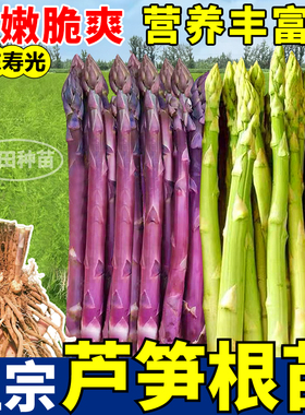 芦笋根苗正宗绿紫芦笋根多年生四季盆栽阳台大田庭院易种带芽发货