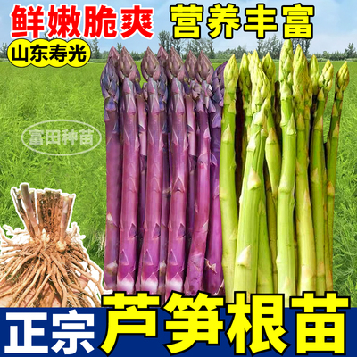 芦笋根苗正宗绿紫芦笋根多年生四季盆栽阳台大田庭院易种带芽发货