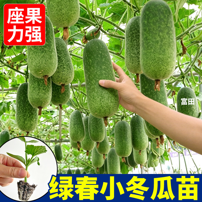 耐热耐寒绿春小冬瓜秧苗青皮正宗肉厚高产四季种植黑皮大冬瓜苗秧