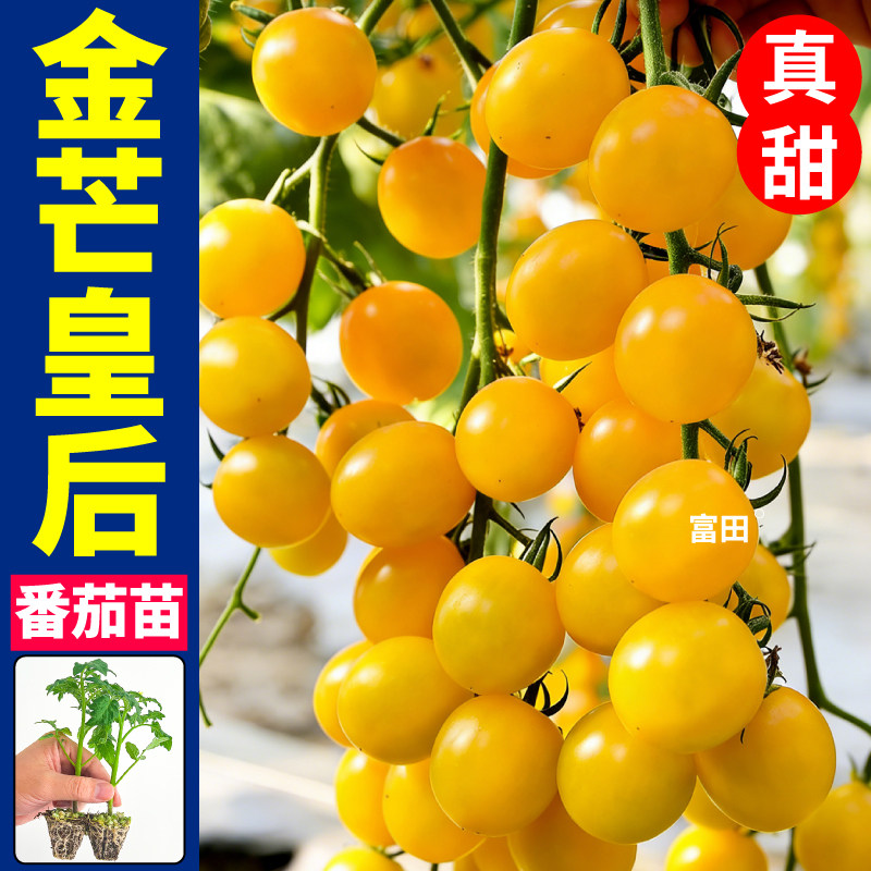 寿光对版金芒皇后番茄苗秧苗金玲珑白妃圣女果红马蹄丑柿子番茄苗