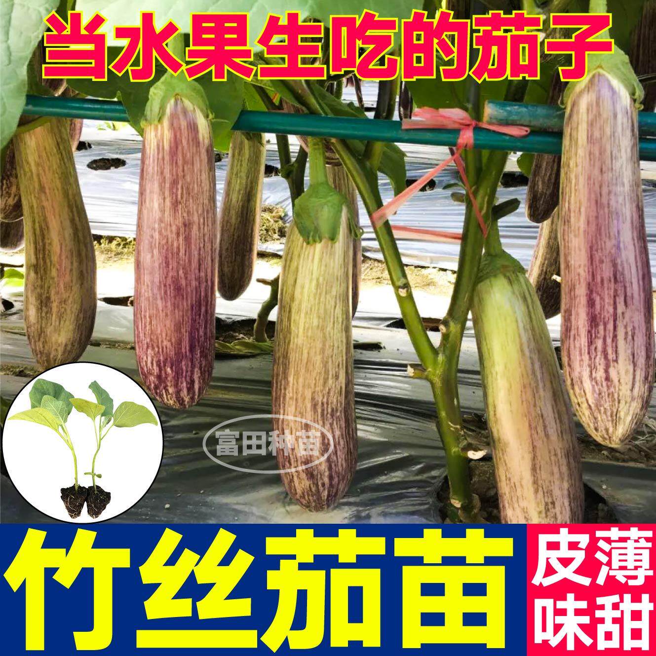 寿光高产竹丝茄苗秧面包花茄紫条纹长茄圆茄皮薄味甜水果茄子种子
