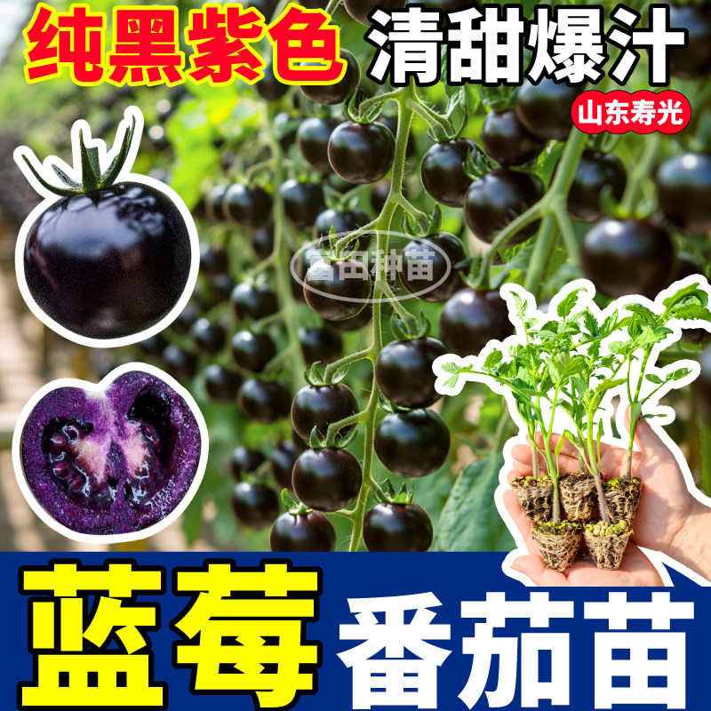 高产蓝莓番茄苗秧四季串收盆栽黑玫瑰番茄种子带土球阳台小院寿光