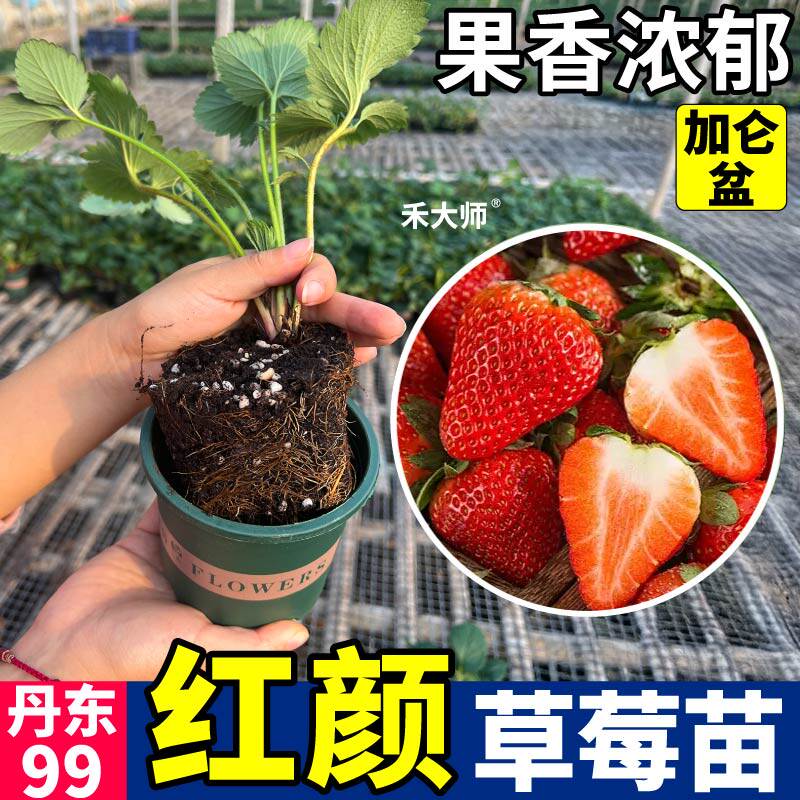 红颜草莓苗秧原土原盆加仑盆超甜奶油香野梦之莹草莓苗四季室内外
