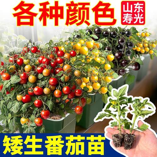 超甜结果更多矮生盆栽番茄苗秧红黄黑矮生小圣女果樱桃西红柿观赏