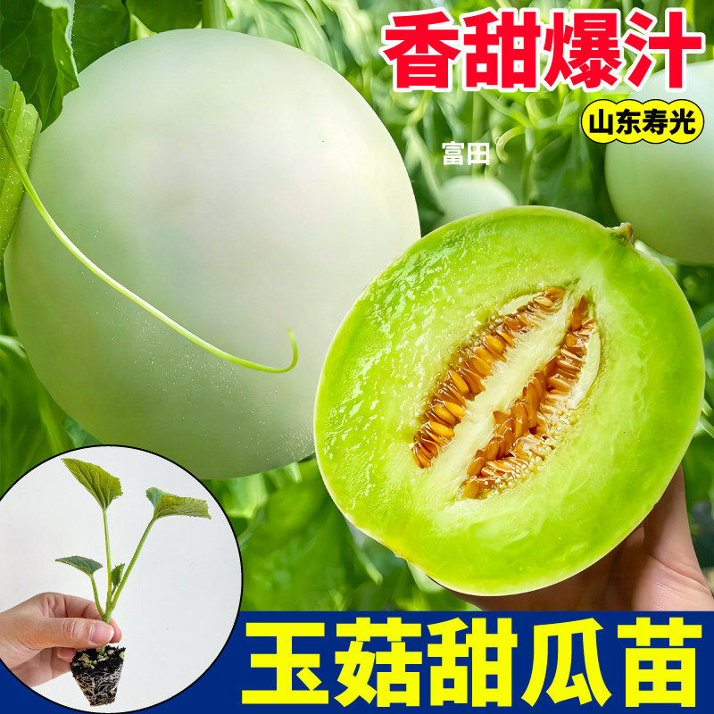 高产玉菇甜瓜苗秧四季种植绿宝石博洋哈密瓜羊角蜜冰糖子盆栽种子