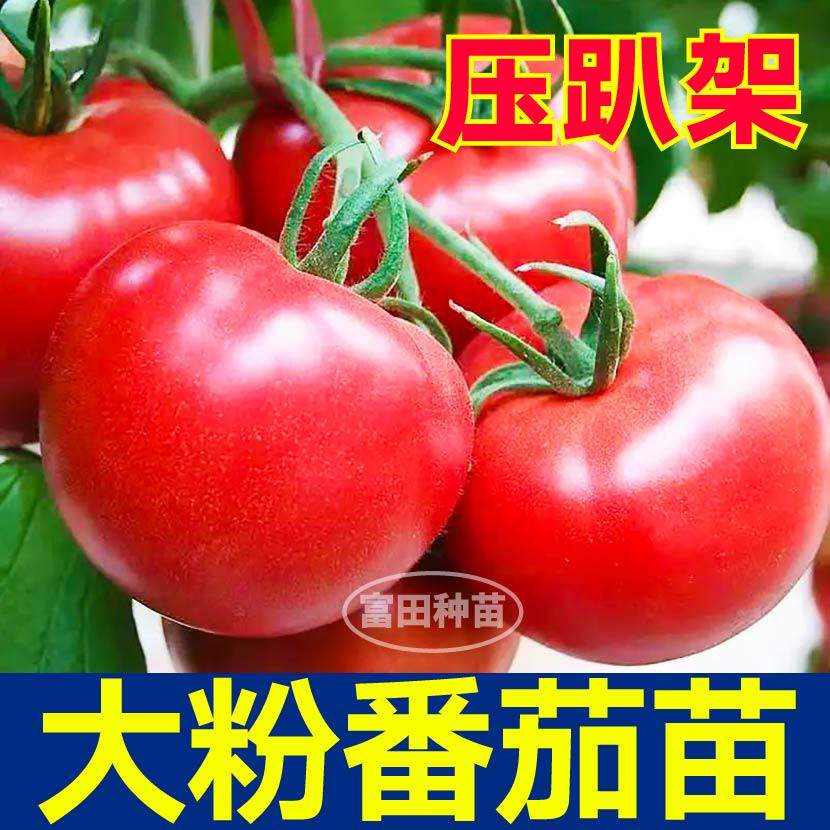 沙瓤大粉番茄苗秧高产西红柿带土球红黄黑柿子种子籽四季露天庭院