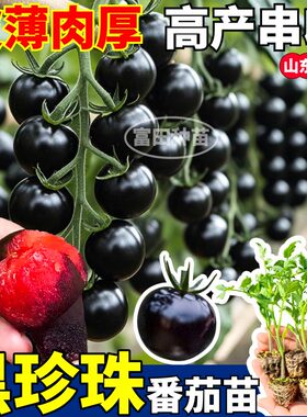 超甜黑珍珠番茄苗秧黑宝石西红柿种子薄皮多汁紫黑红四季盆栽庭院