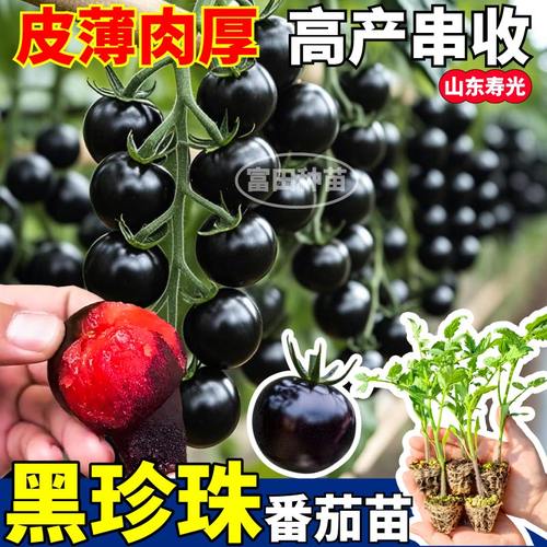 超甜黑珍珠番茄苗秧黑宝石西红柿种子薄皮多汁紫黑红四季盆栽庭院
