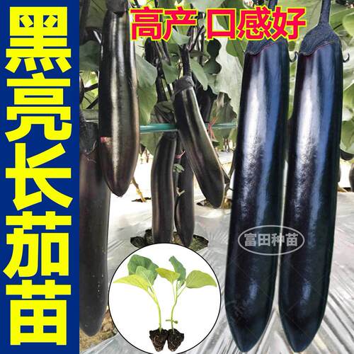 寿光油亮黑长茄苗秧黑宝竹丝绿长圆茄种子紫黑高产四季盆栽带土球