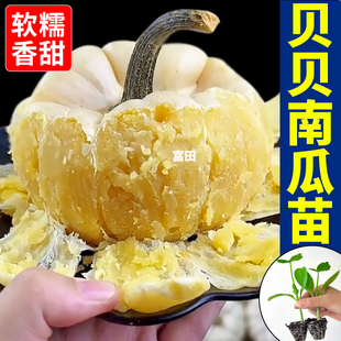 白贝贝南瓜苗秧黄绿贝贝观赏食用带土球蜜本南瓜种子四季阳台地栽
