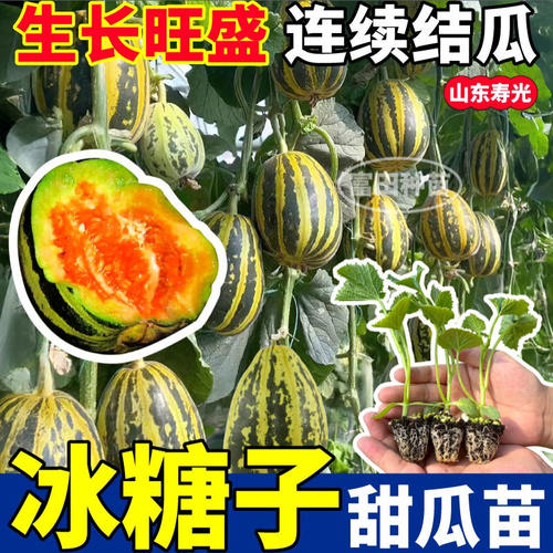超甜冰糖籽甜瓜苗秧绿宝石羊角蜜哈密瓜博洋九四季甜到心坎带土球