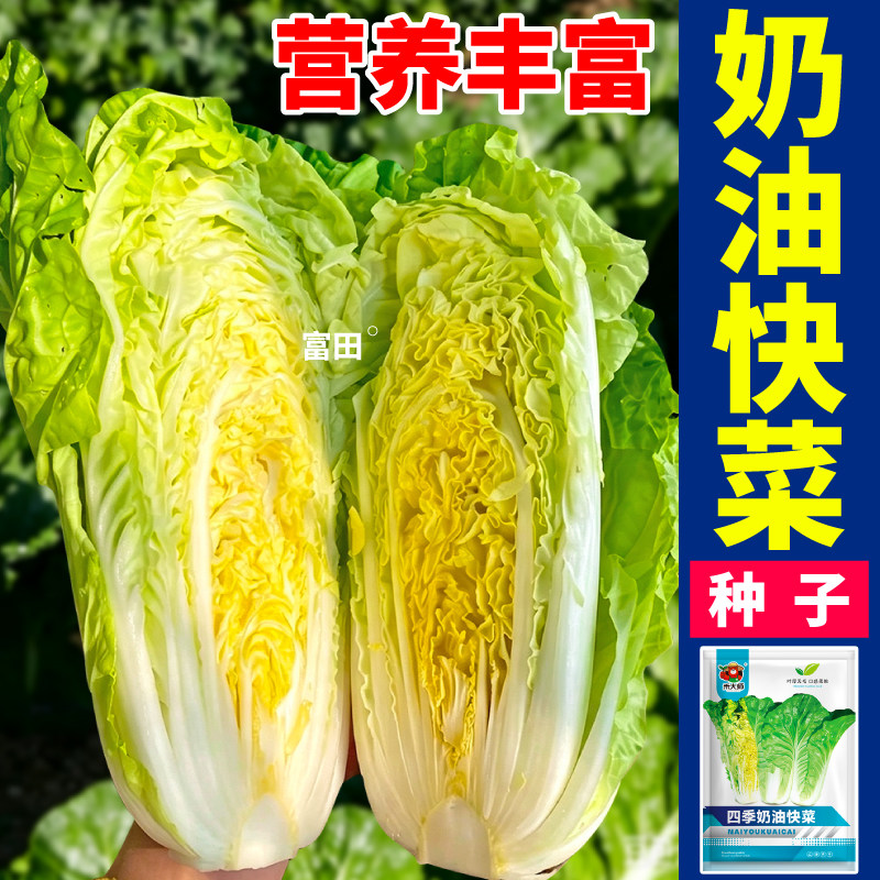奶油快菜种子速生奶油小白菜绿色蔬菜种籽农家田园盆栽四季播种