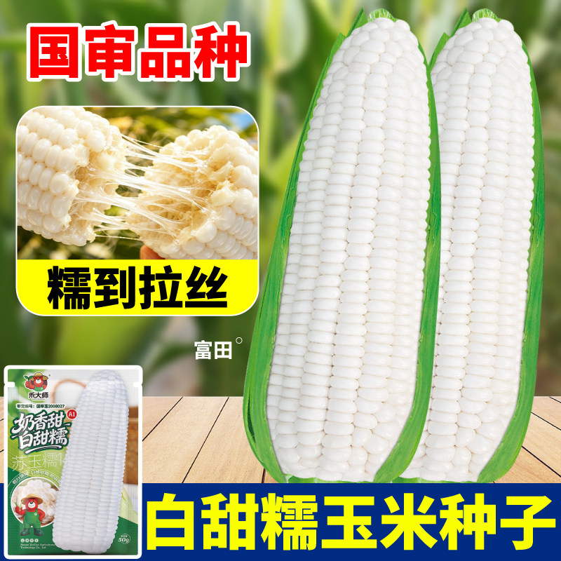 正宗白甜糯玉米种子超甜黄黑彩黏苞米种籽大全高产大棒型四季播种