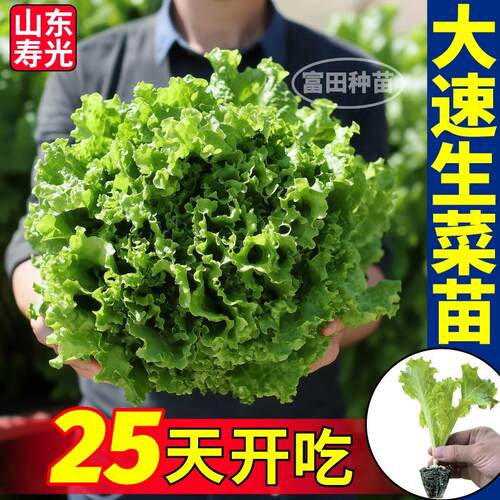 25天开吃大速生菜苗秧甜脆好吃结球奶油直立意大利生菜种子带土球
