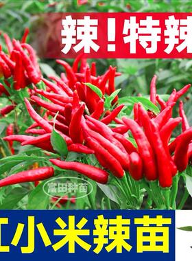 寿光特辣红小米辣椒苗秧朝天椒白小米辣指天椒四季盆栽阳台带土球