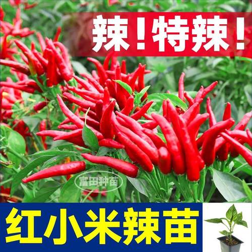 寿光特辣红小米辣椒苗秧朝天椒白小米辣指天椒四季盆栽阳台带土球