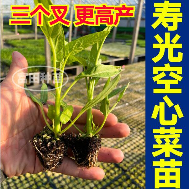 三叉空心菜苗秧带土球柳叶空心菜种子阳台盆栽庭院四季春秋蔬菜苗