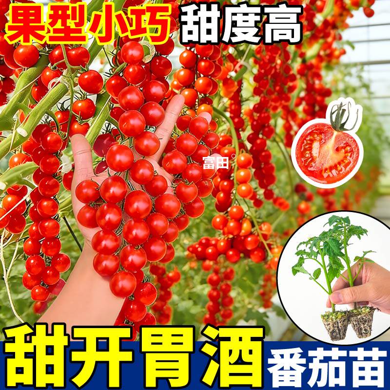 甜到心坎 甜开胃酒番茄苗秧超甜金玲珑黑珍珠小番茄种子春秋庭院