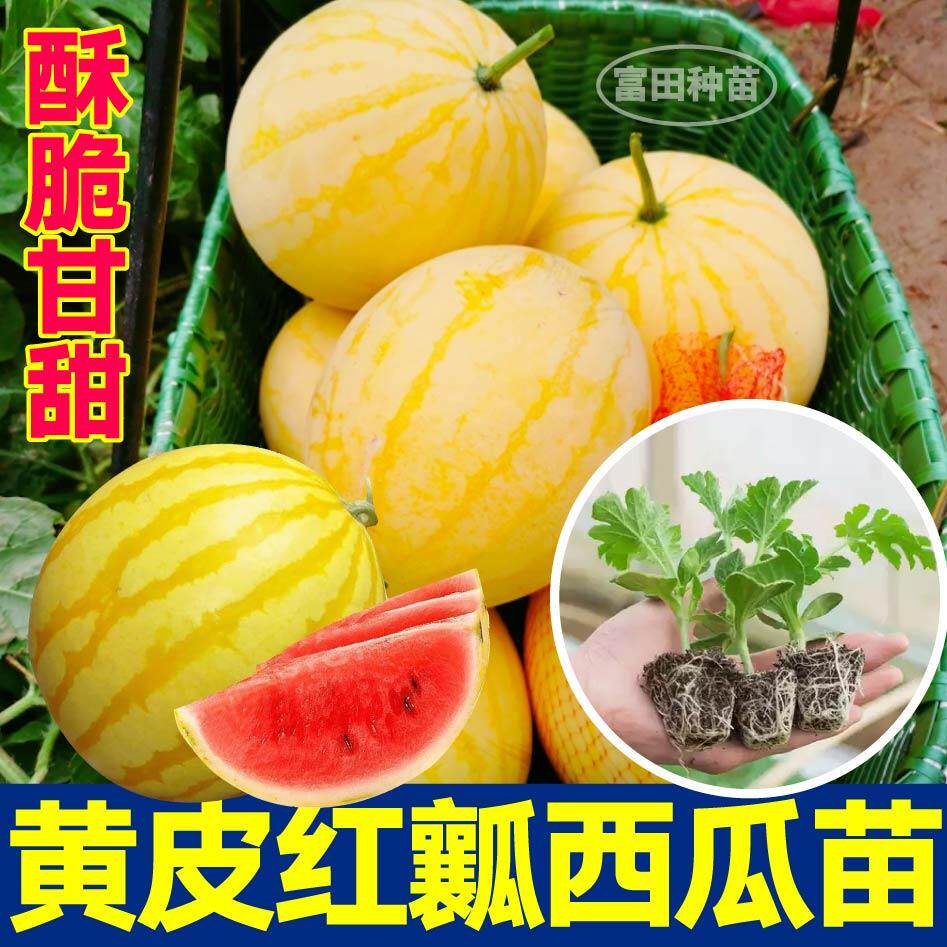 超甜金麒麟黄皮红瓤西瓜苗秧带土球冰糖麒麟懒汉西瓜种子露天春秋
