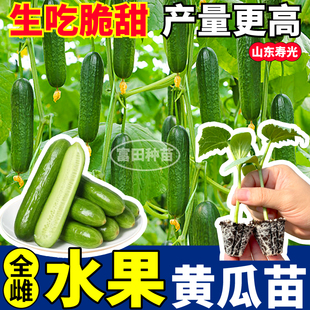 全雌水果黄瓜苗秧四季特高产生吃脆甜绿芯满地爬黄瓜种子阳台盆栽