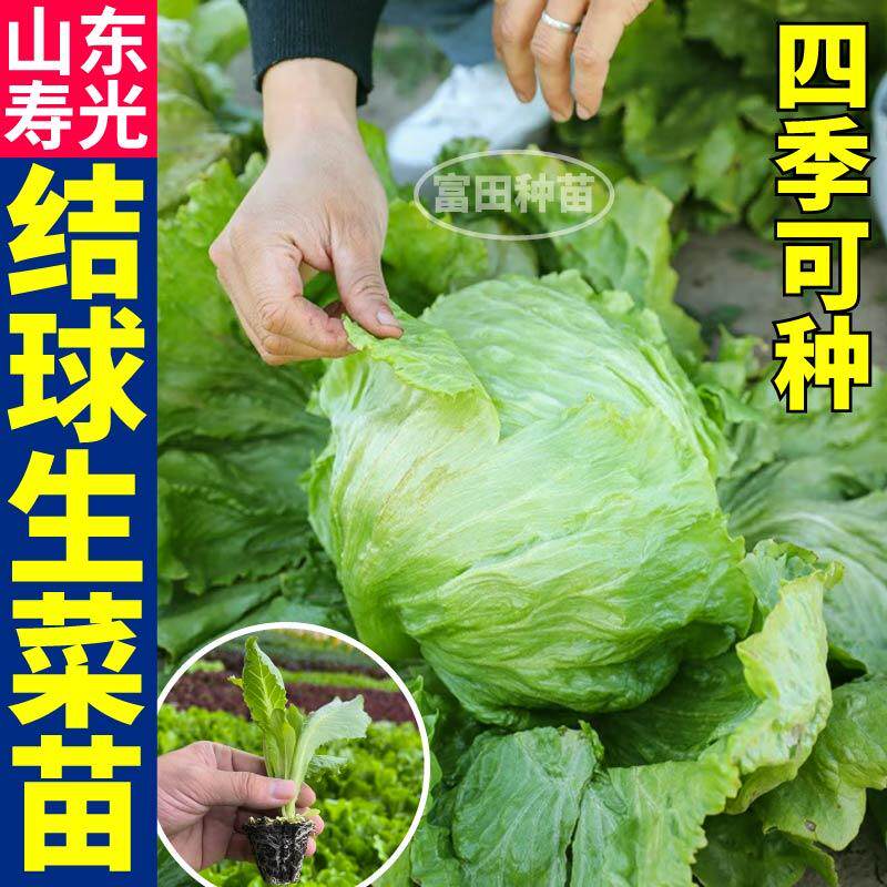 甜脆结球生菜苗秧沙拉蔬菜球形紧实四季盆栽大速奶油直立生菜种子