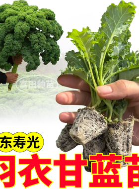 绿色羽衣甘蓝苗秧寿光观赏食用四季耐寒绿紫粉白羽衣盆栽阳台种子