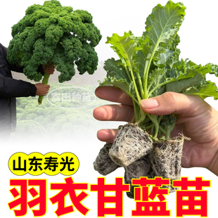 耐寒绿紫粉白羽衣盆栽阳台种子 绿色羽衣甘蓝苗秧寿光观赏食用四季