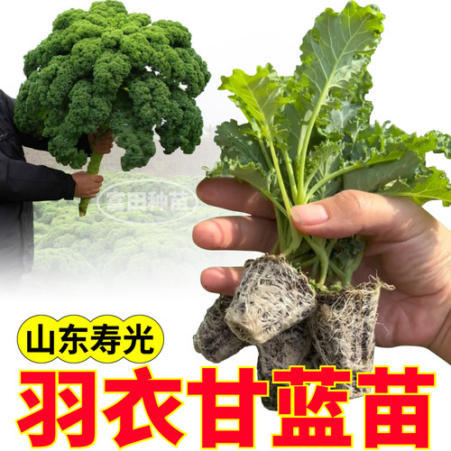 绿色羽衣甘蓝苗秧寿光观赏食用四季耐寒绿紫粉白羽衣盆栽阳台种子
