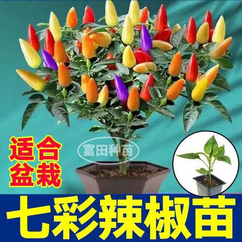 观赏食用七彩小尖椒苗秧适合盆栽多彩五彩六彩泡椒四季阳台带土球