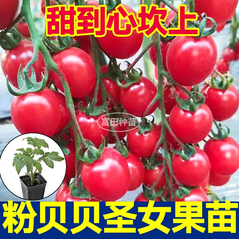 寿光四季超甜粉贝贝番茄苗圣女果红千禧金玲珑黑珍珠种子小柿子秧