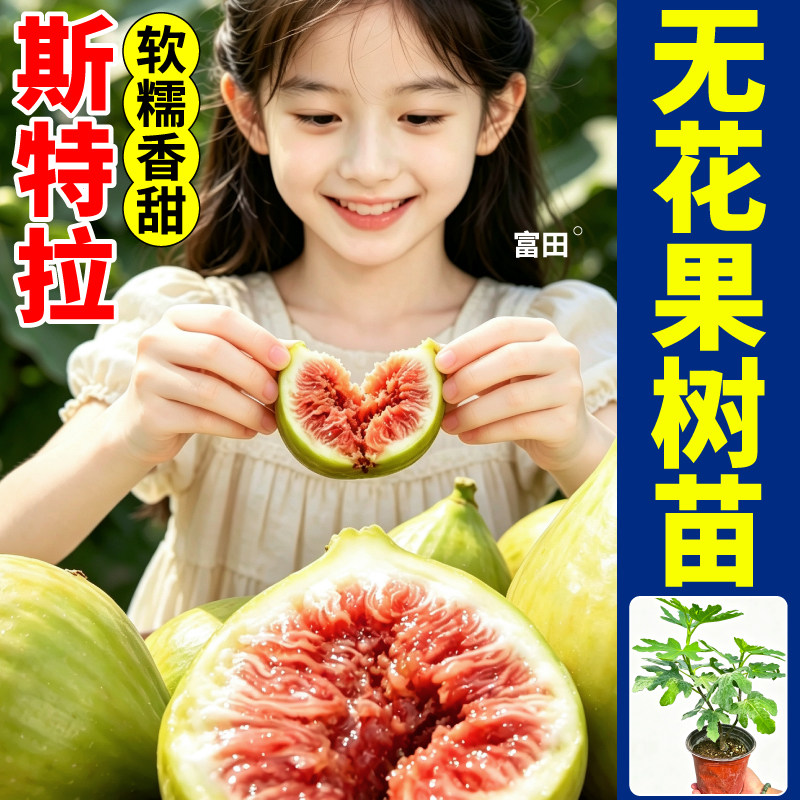斯特拉无花果树苗高产耐寒耐湿