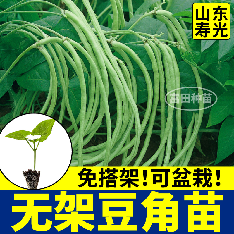 山东寿光无架豆角苗秧四季高产