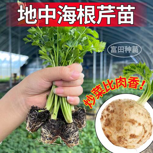 超耐寒地中海根芹苗秧四季香芹西芹种子籽带土球阳台盆栽庭院易种